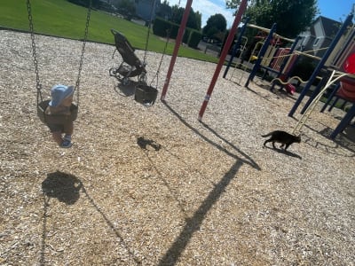 Pfaff Park