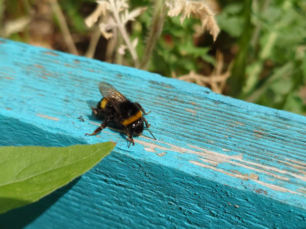 Bee ready 