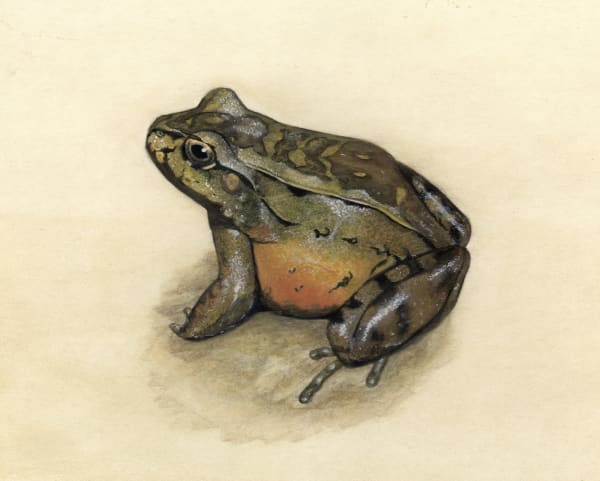 Frog