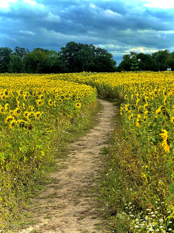 Sunflower fields