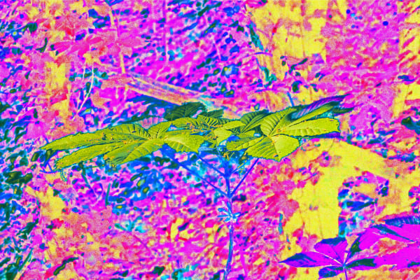 Plant in a World of Vibrance