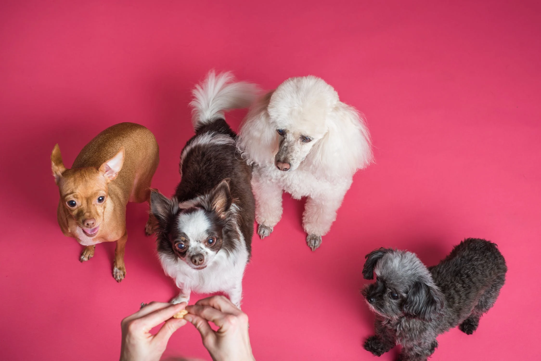 Test Image Dogs