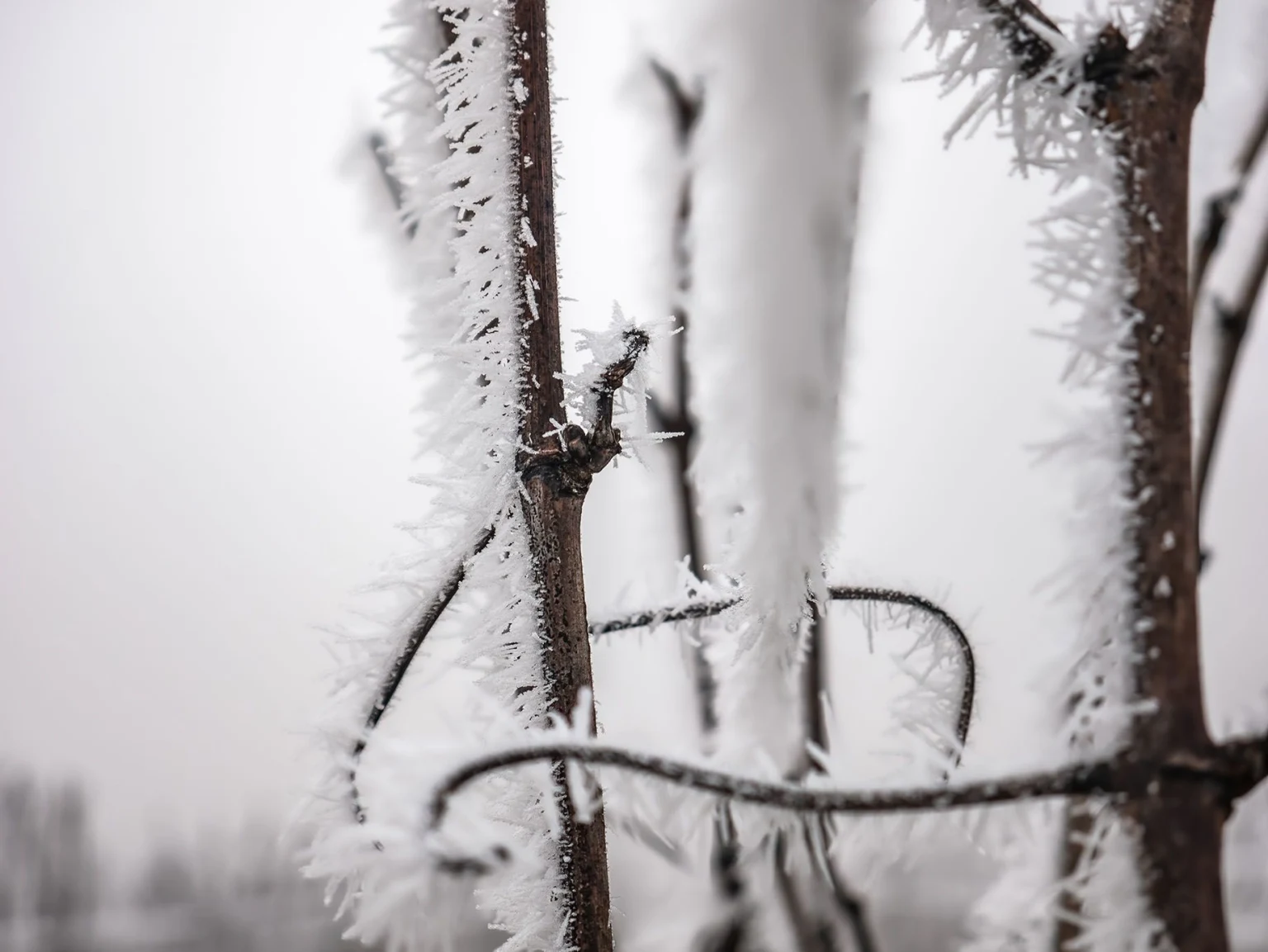Photographie de la vigne en hiver près de Dijon, le terroir de nos régions mis en valeur par Vincent Rufenacht