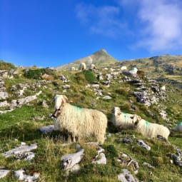 Ferme Recebire