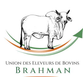 UNION DES ELEVEURS DE BOVINS BRAHMAN - Organismes officiels de niveau régional / départemental