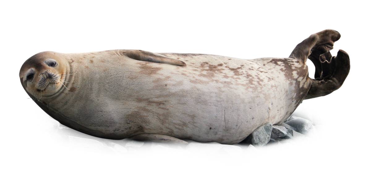 Seals, Sea lions, and Walruses | Pinnipeds | DK Find Out Seals, Sea lions, and Walruses | Pinnipeds | DK Find Out
