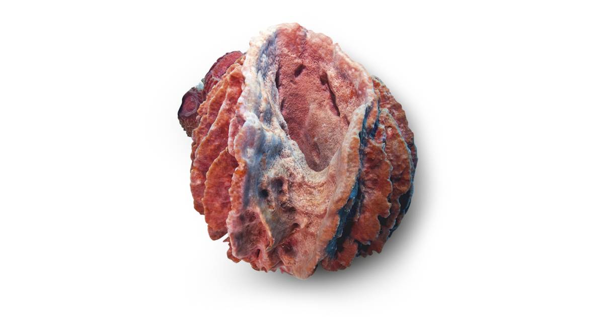 Facts About Barrel Sponges DK Find Out