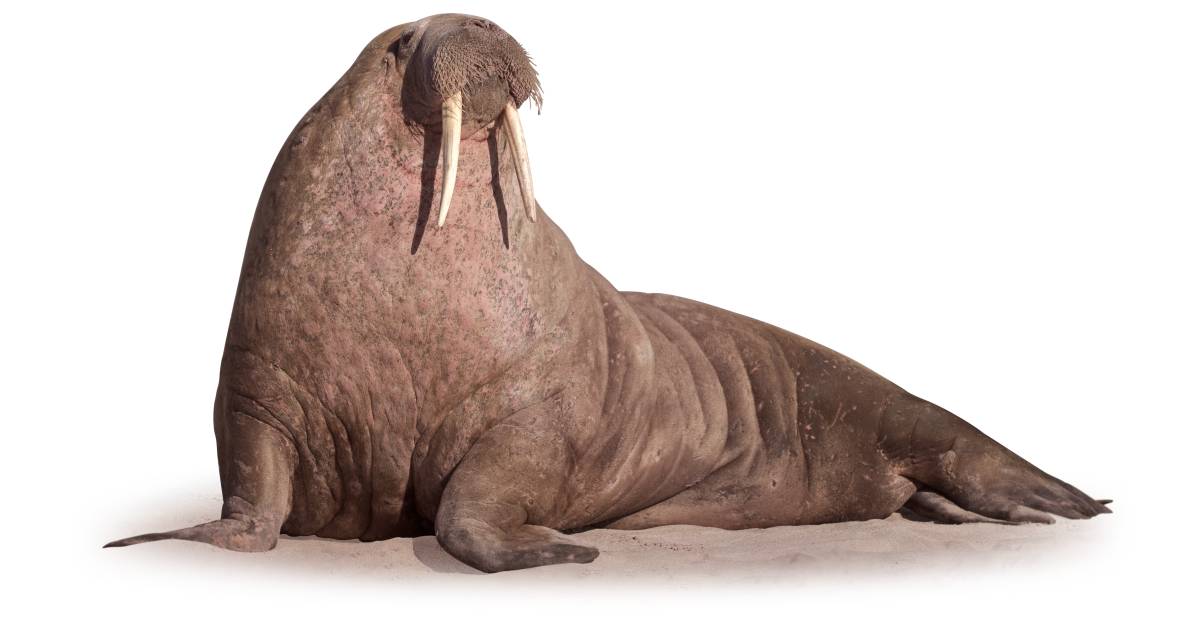 Walrus Walrus