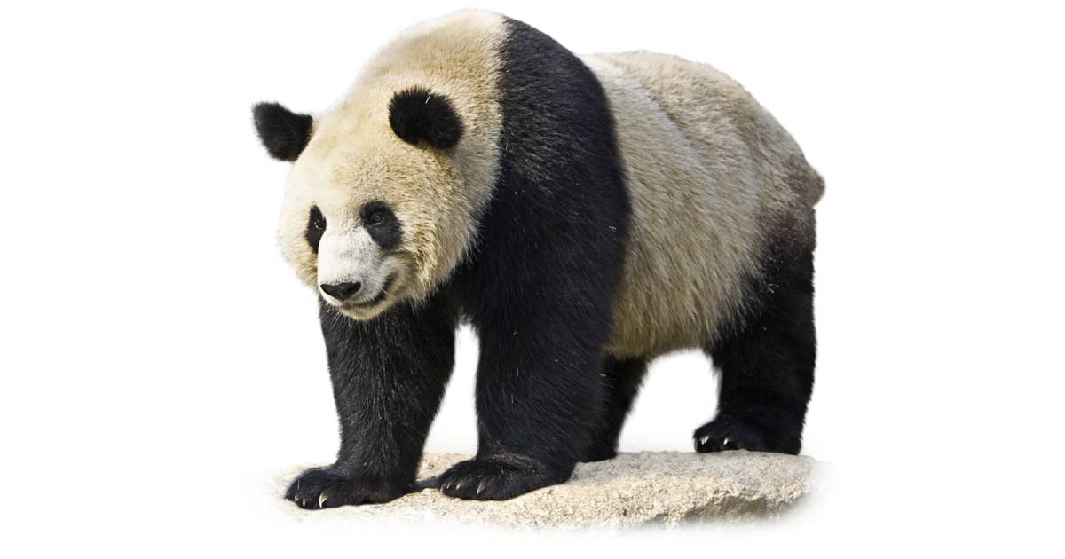 What do Pandas Eat | Giant Panda Facts | DK Find Out