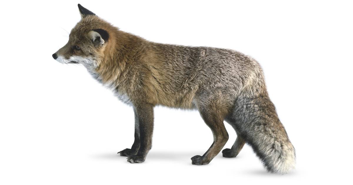 Red Fox Animal Facts For Kids