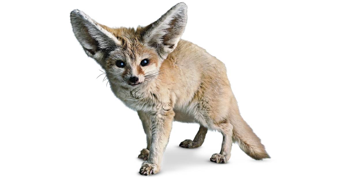 Fennec Fox Facts | What Do Fennec Foxes Eat | DK Find Out