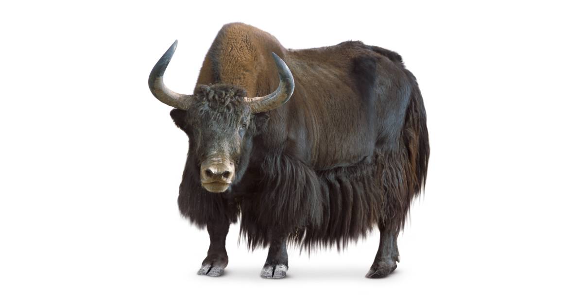 What Is A Yak | Where Do Yaks Live | DK Find Out