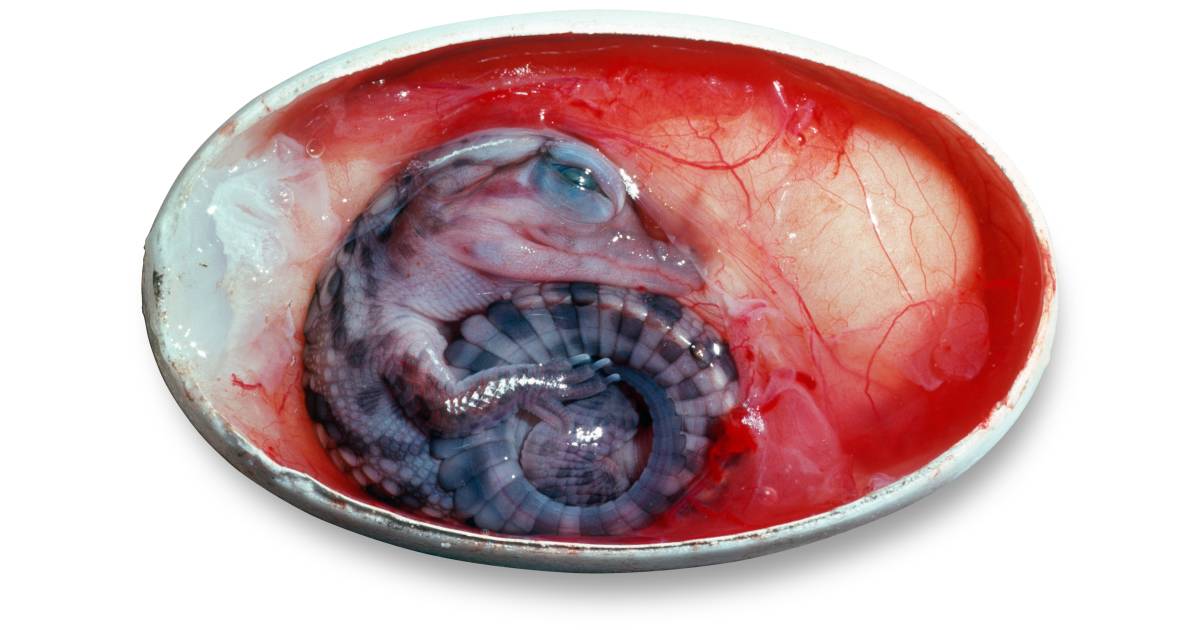 Do Reptiles Lay Eggs | Reptile Eggs | DK Find Out