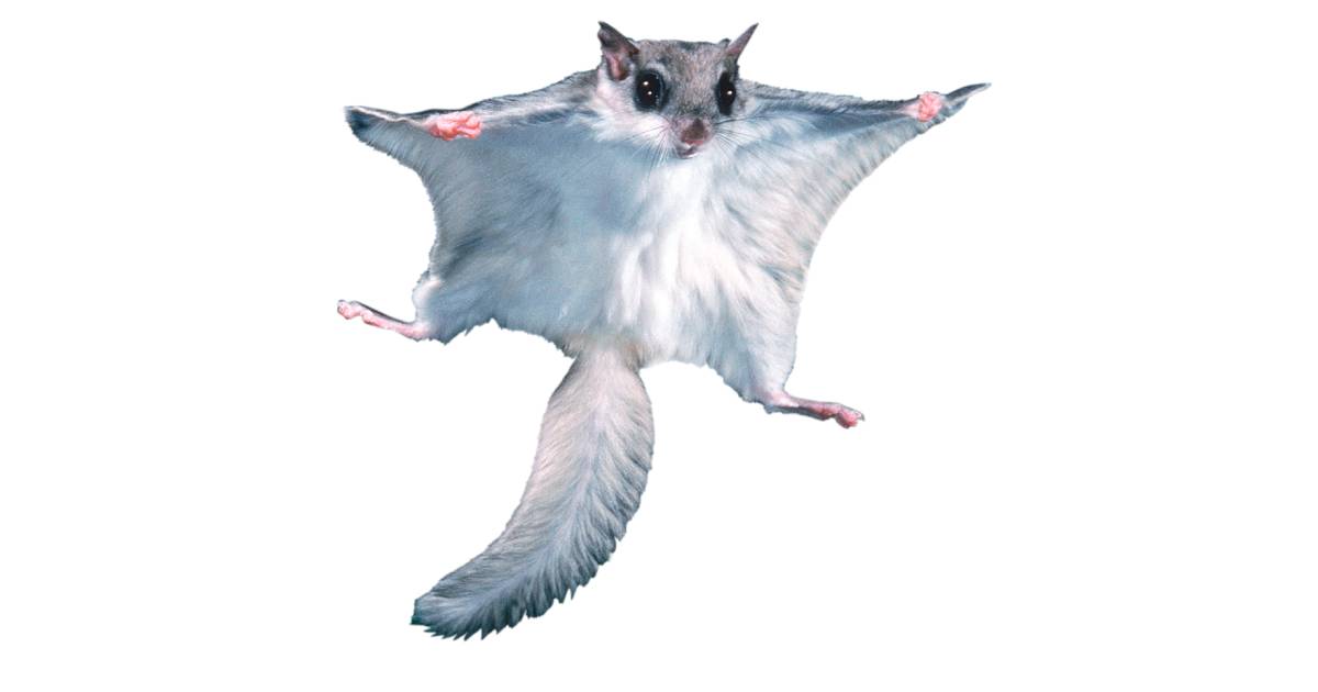 Species Spotlight Flying Squirrels National Park Service) | eduaspirant.com