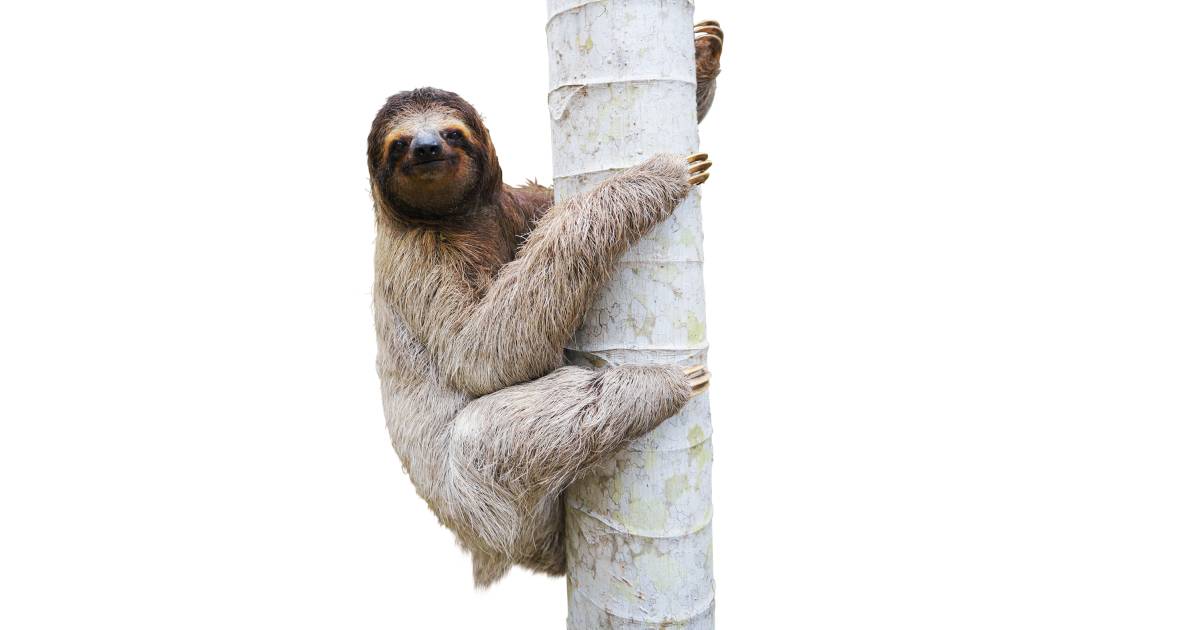 Pale-Throated Sloth | Three Toed Sloth facts | DK Find Out
