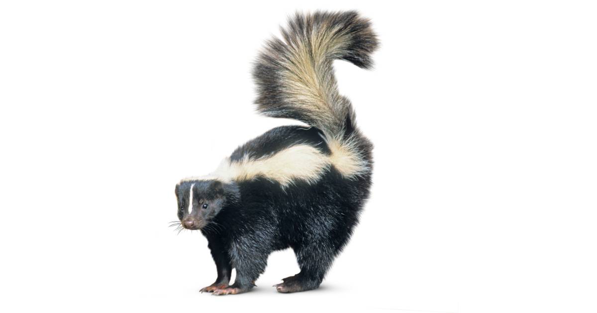 skunk-facts-for-kids-skunk-habitat-dk-find-out