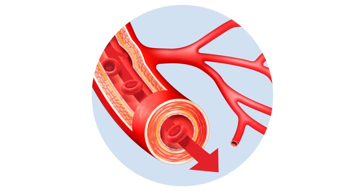 What Are Blood Vessels | Blood Vessel Facts | DK Find Out