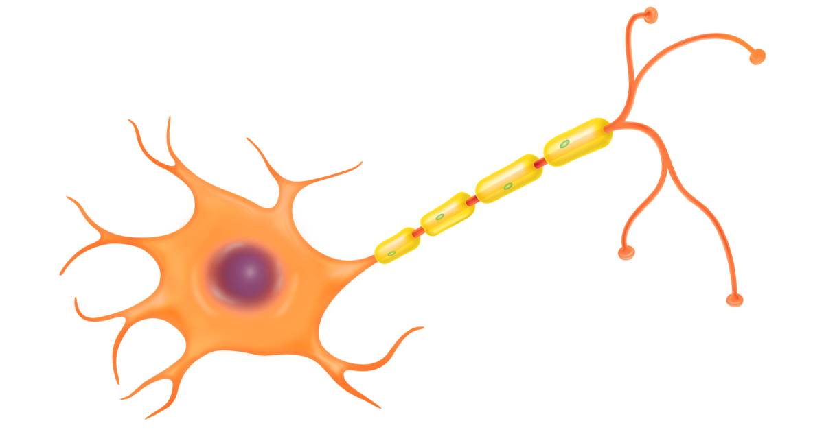 Nerve Cell Function | Nerve Cell Diagram | DK Find Out