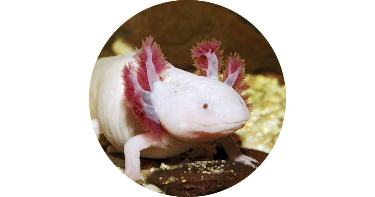 c parts of language Axolotl  Find DK Axolotl Out Salamander Facts