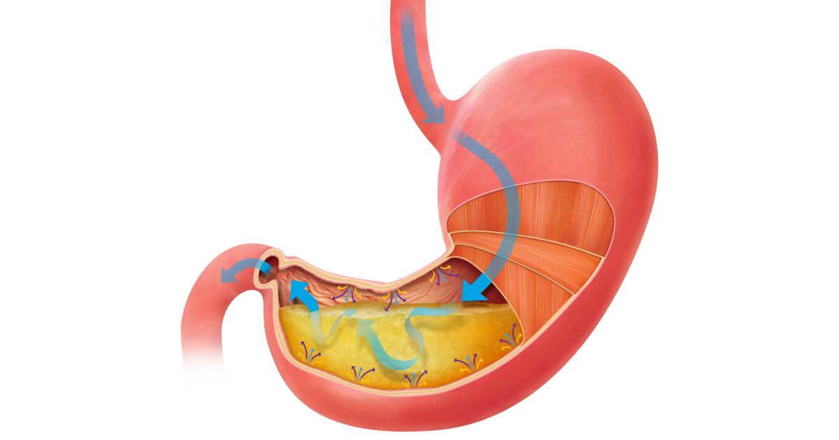 Human Stomach How Does The Stomach Work Dk Find Out