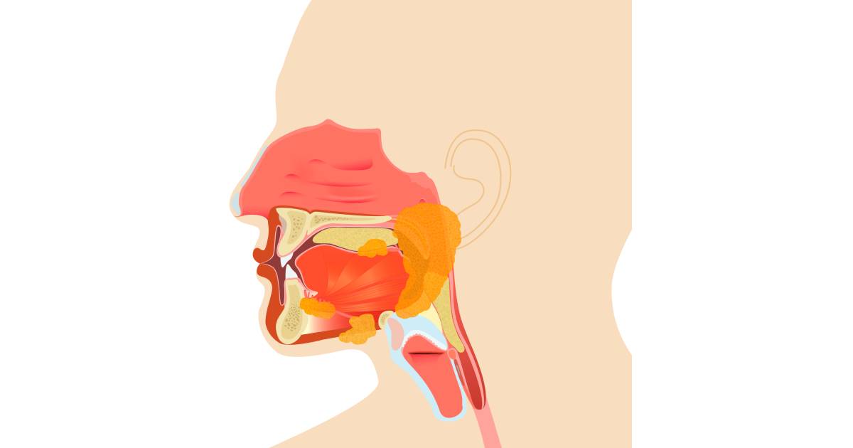 Enzymes in Saliva Digestion in the Mouth DK Find Out