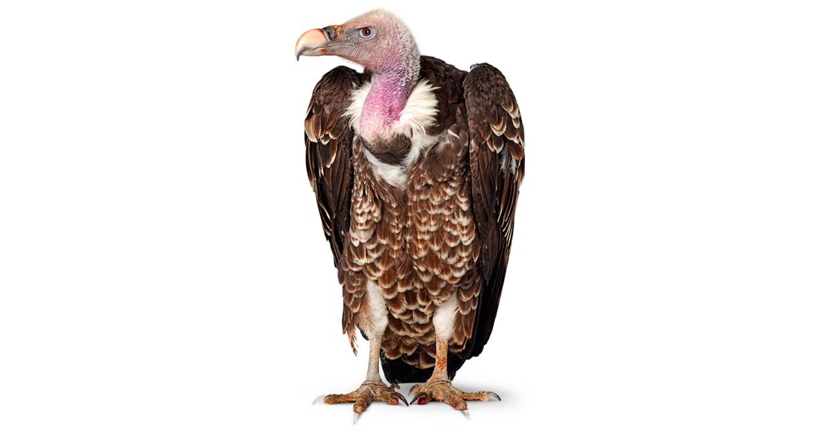 all about vultures