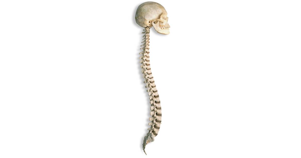 Human Spine Spinal Cord Facts Dk Find Out
