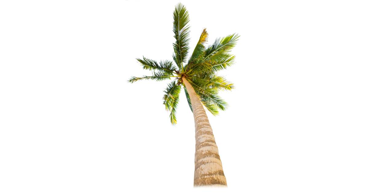 Tropical Trees | Types of Trees for Kids | DK Find Out