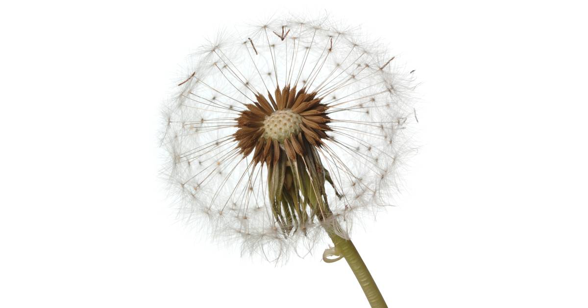 How Plants Spread Seeds Seed Dispersal DK Find Out