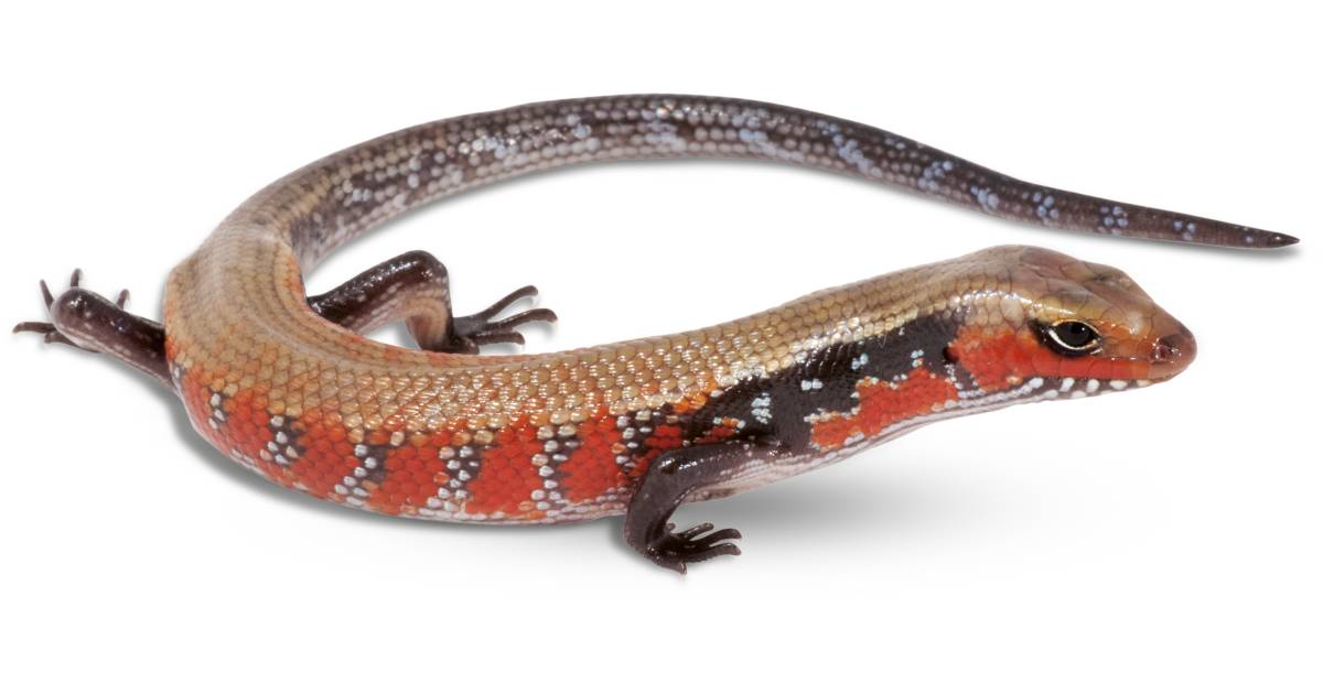Skink Lizard What are Skinks DK Find Out