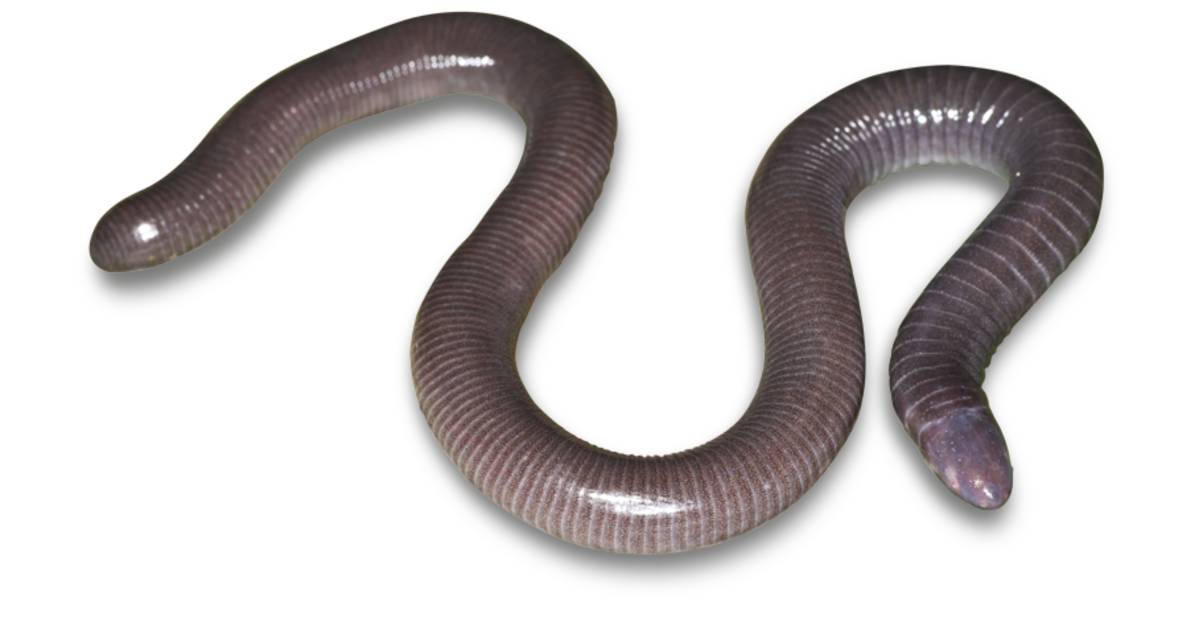 Caecilians | Amphibians Facts | DK Find Out