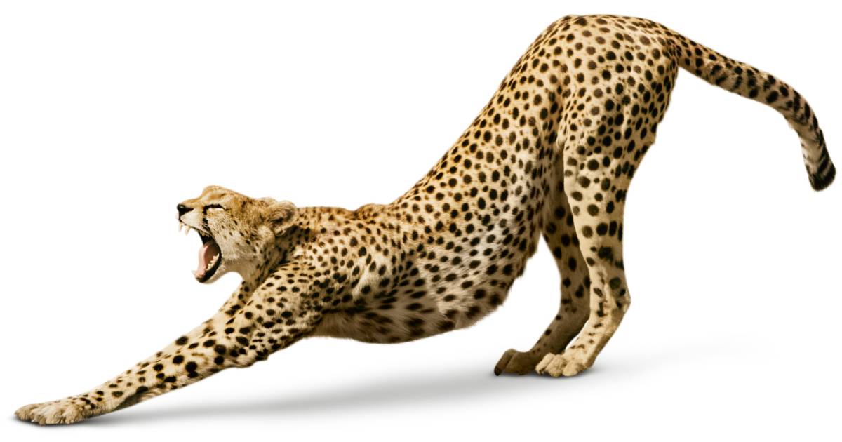 Cheetah Facts for Kids | Cheetah Information | DK Find Out Cheetah Facts for Kids | Cheetah Information | DK Find Out