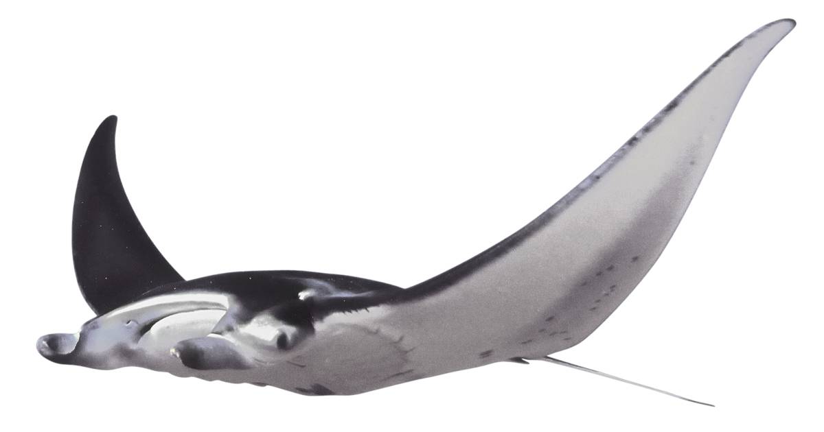 manta ray skeleton