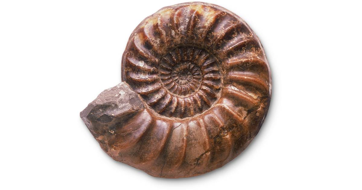 Fossil Facts For Kids | Types of Fossils | DK Find Out