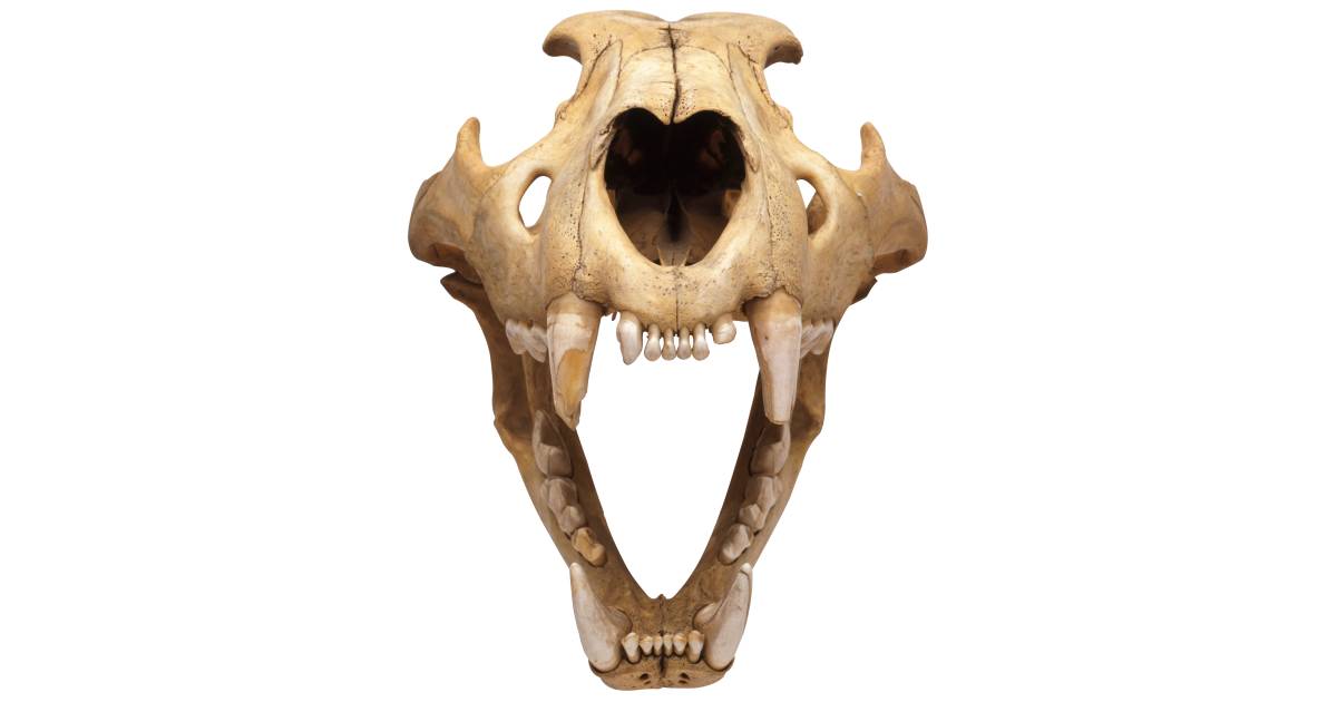 Cat Jaws | Cat Skull Anatomy | DK Find Out