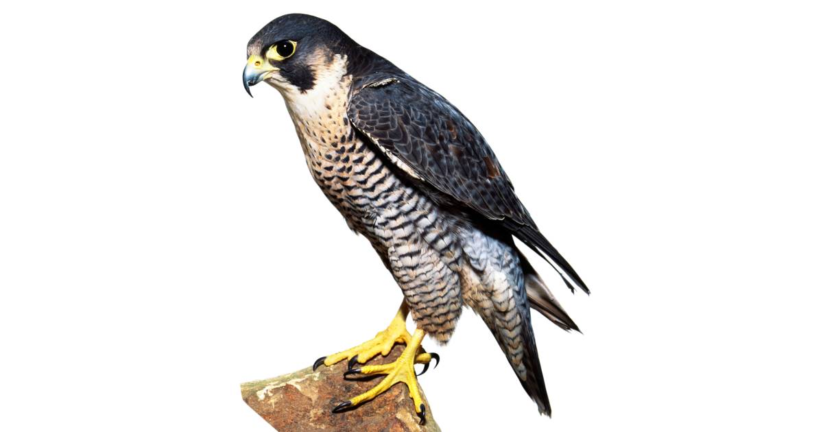 Types of Falcon Falcon Facts DK Find Out