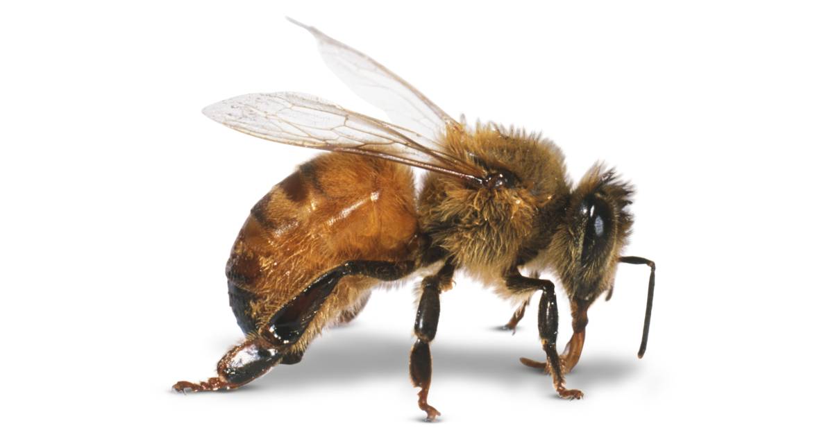 Useful Insects Helpful Insects DK Find Out