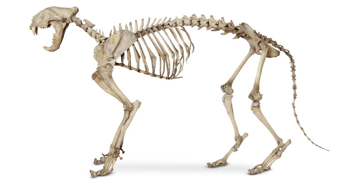 Cat Anatomy | Cat Skeleton | DK Find Out Cat Anatomy | Cat Skeleton | DK Find Out