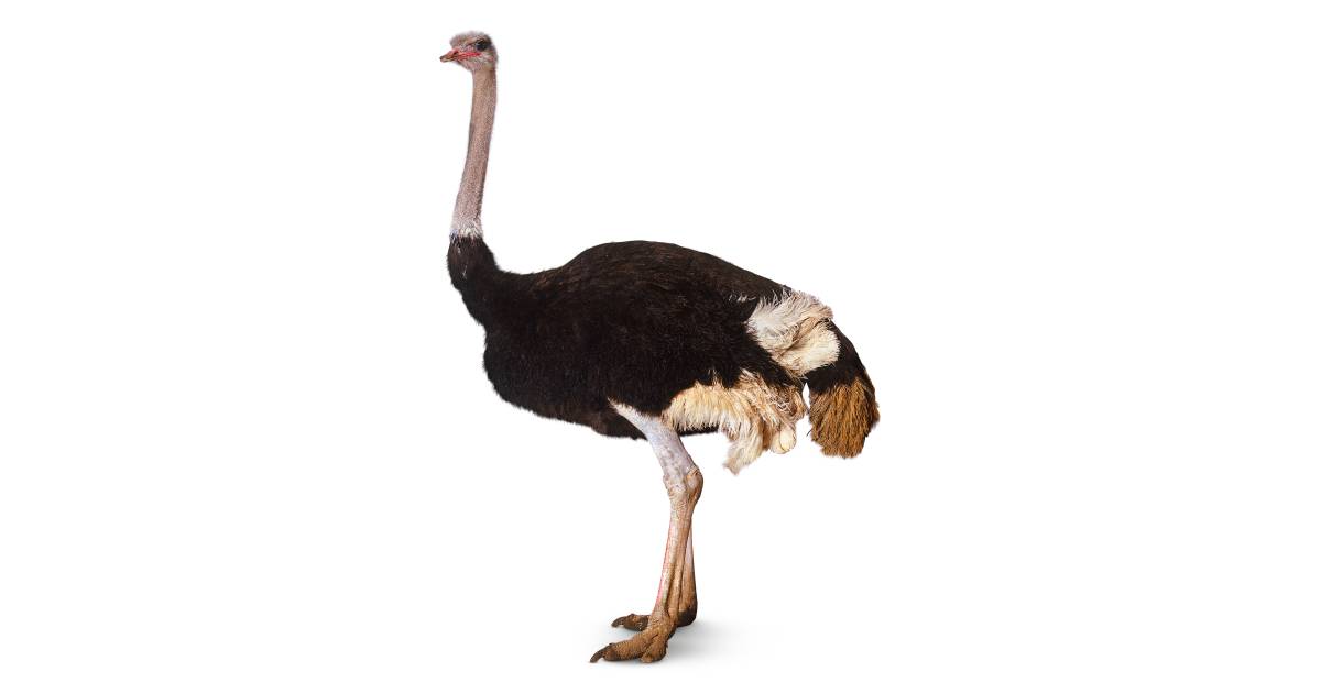 all about ostriches