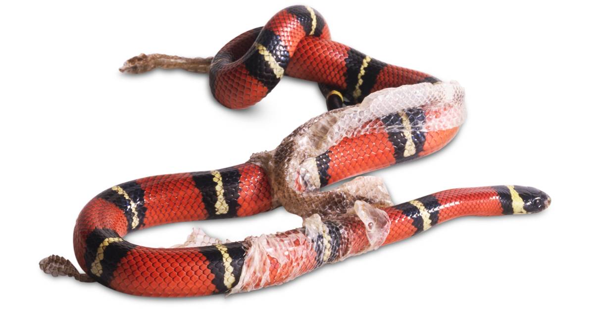 snake shedding skin how snakes shed skin dk find out