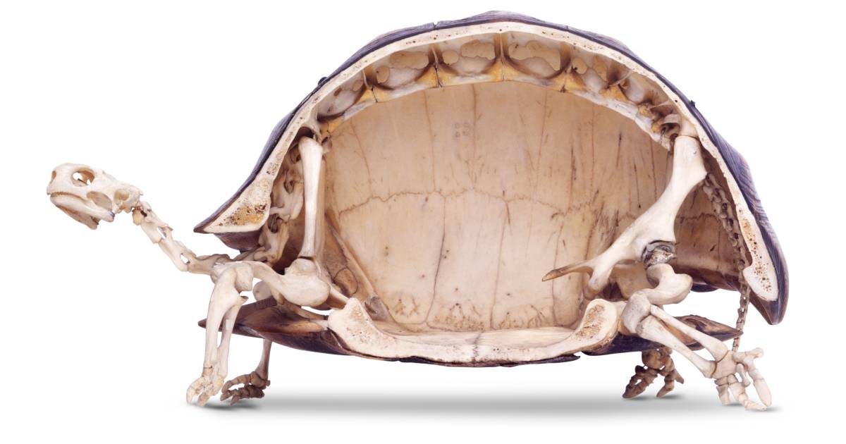 Tortoise Skeleton | Tortoise Anatomy | DK Find Out