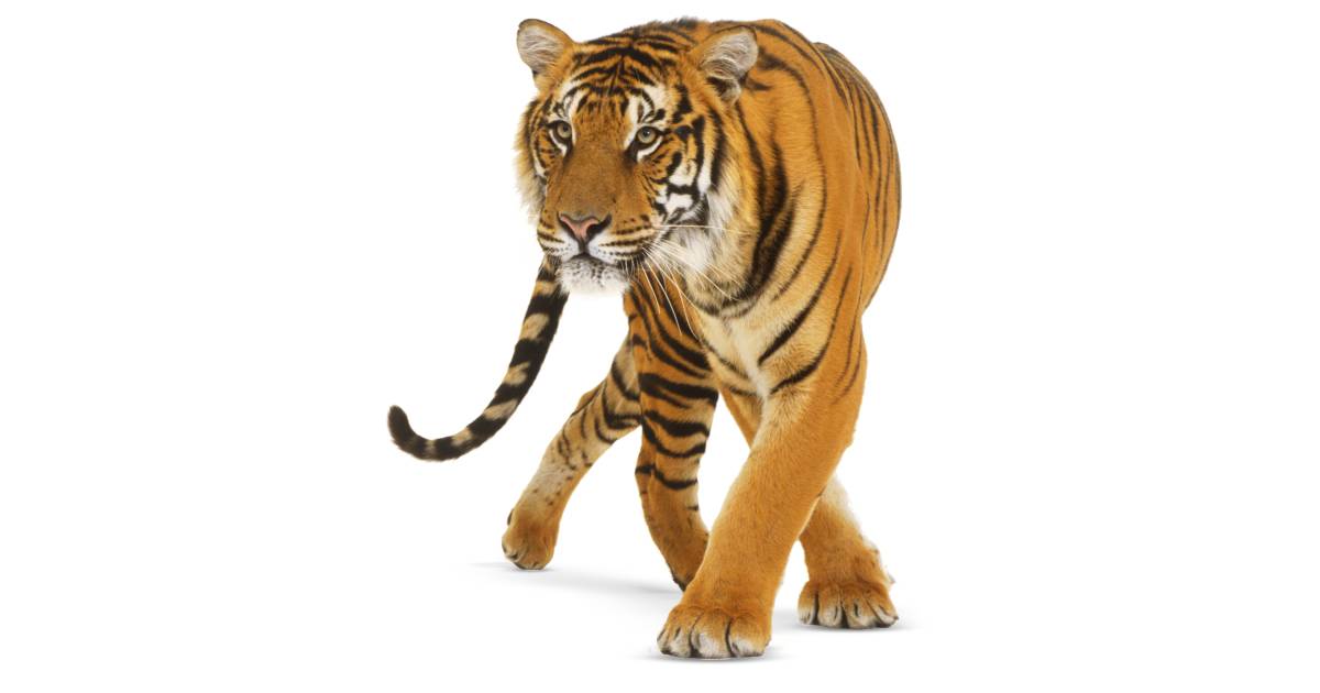 Tiger Facts for Kids | Information on Tigers | DK Find Out Tiger Facts for Kids | Information on Tigers | DK Find Out