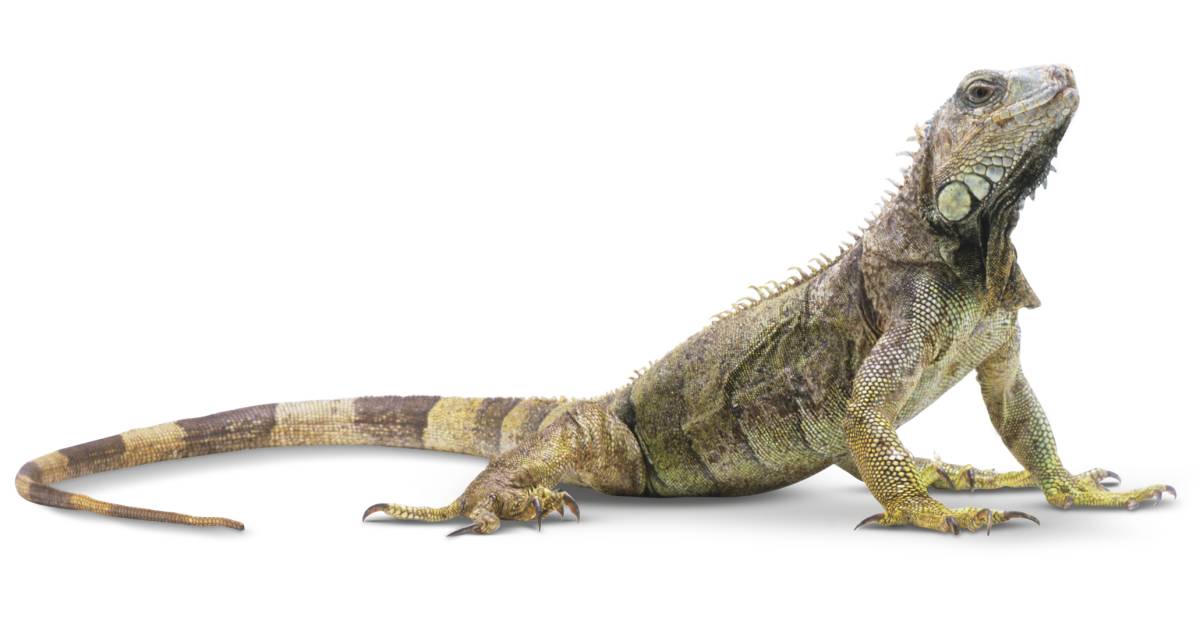 What is a Reptile | Reptiles for Kids | DK Find Out