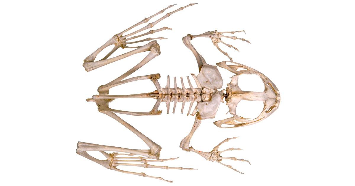 disarticulated skeleton of frog