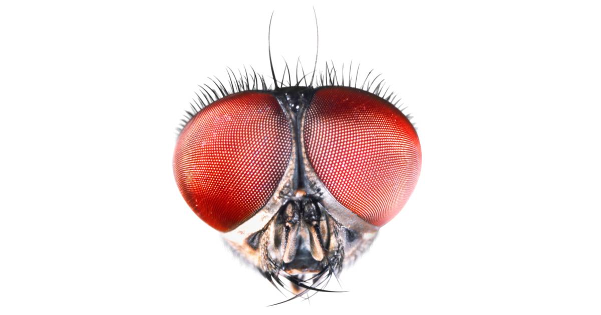 Insect Eyes Compound Eyes of Insects DK Find Out