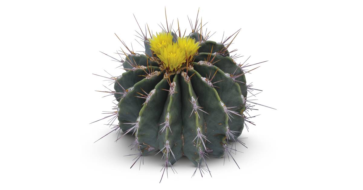 How Plants Protect Themselves | Plant Defence | DK Find Out