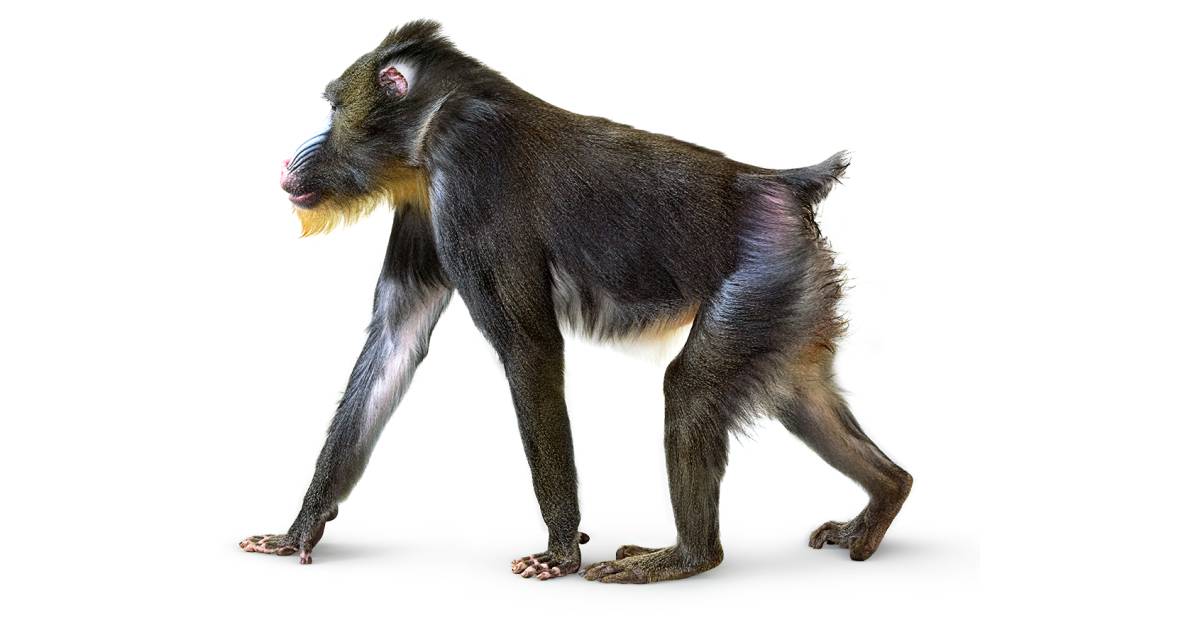 Mandrill Monkey Mandrill Baboon Dk Find Out