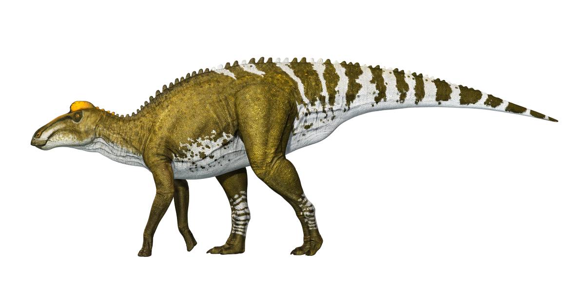 Edmontosaurus_profile_slchlt.jpg