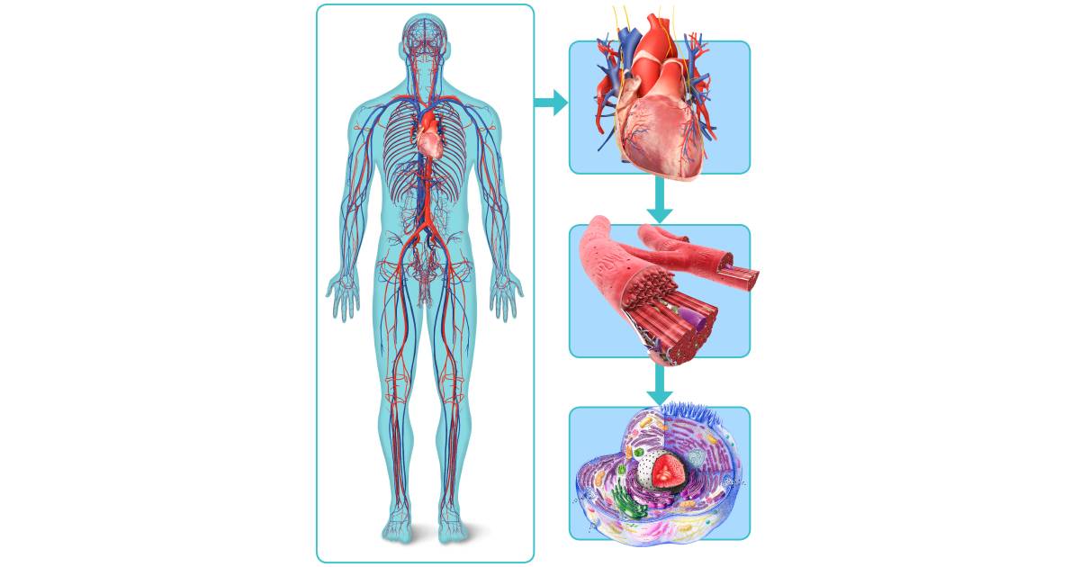 Facts About Cells Cells and Tissues DK Find Out