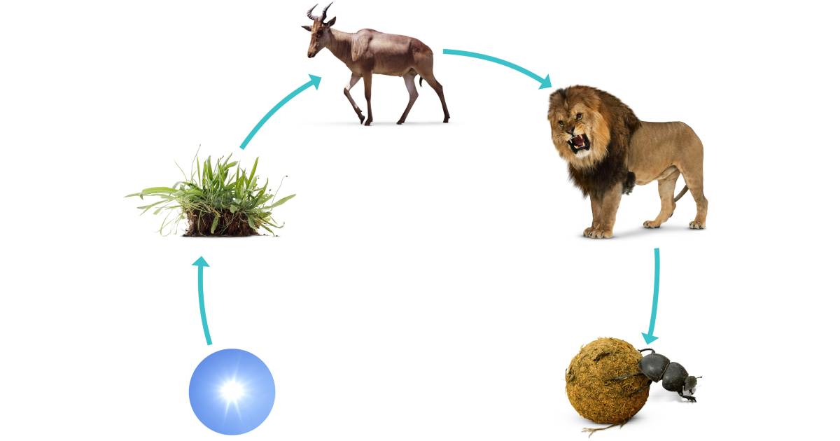 Lions In The Food Chain